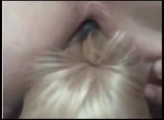 Video :Dog licking the ass and pussy of slut